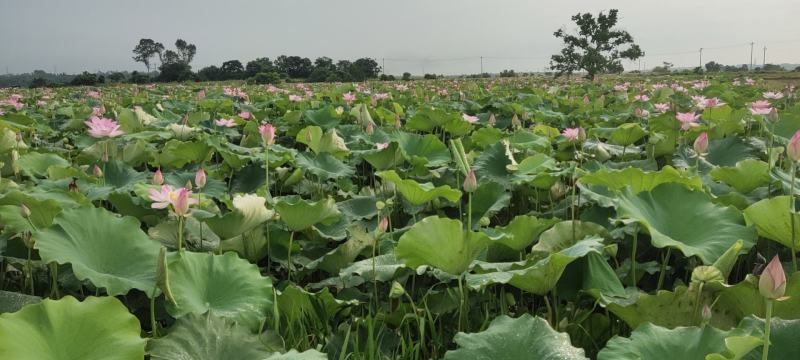 新鲜水果太空莲蓬清甜嫩莲蓬大量供应发货