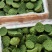 原产地直供新鲜水果莲蓬大量供应发货嫩莲蓬青莲蓬