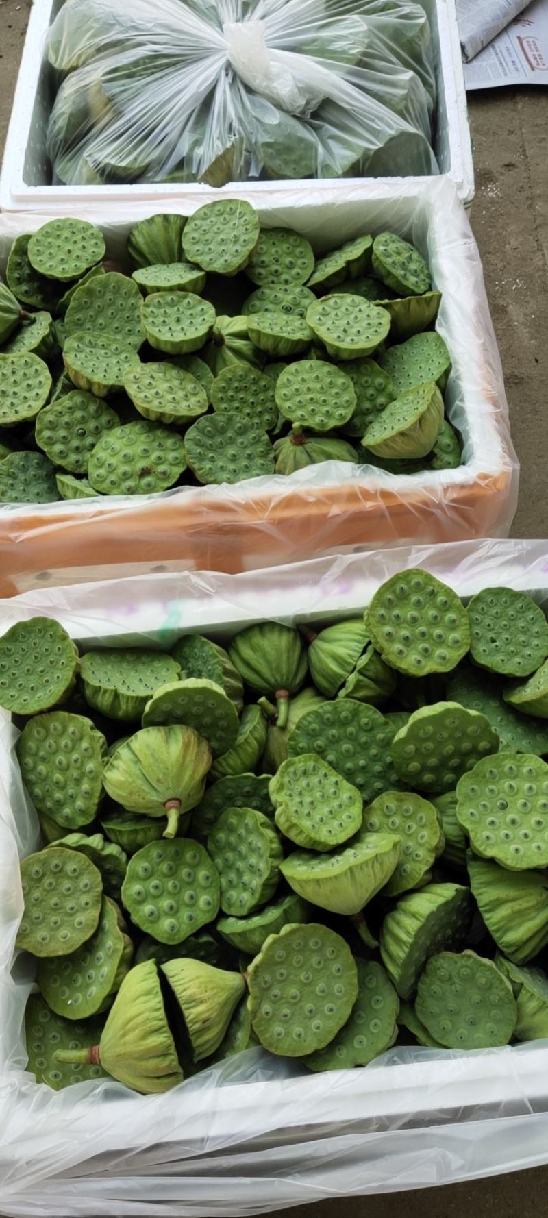 原产地直供新鲜水果莲蓬大量供应发货嫩莲蓬青莲蓬