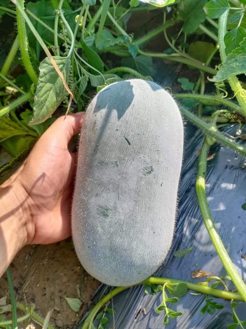 精品水果冬瓜产地直供质量保证可分拣代发全国