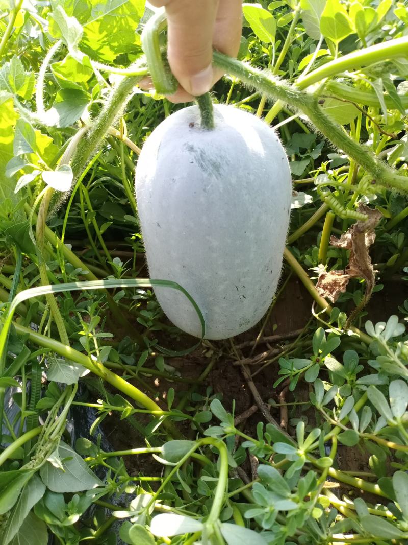 精品水果冬瓜产地直供质量保证可分拣代发全国