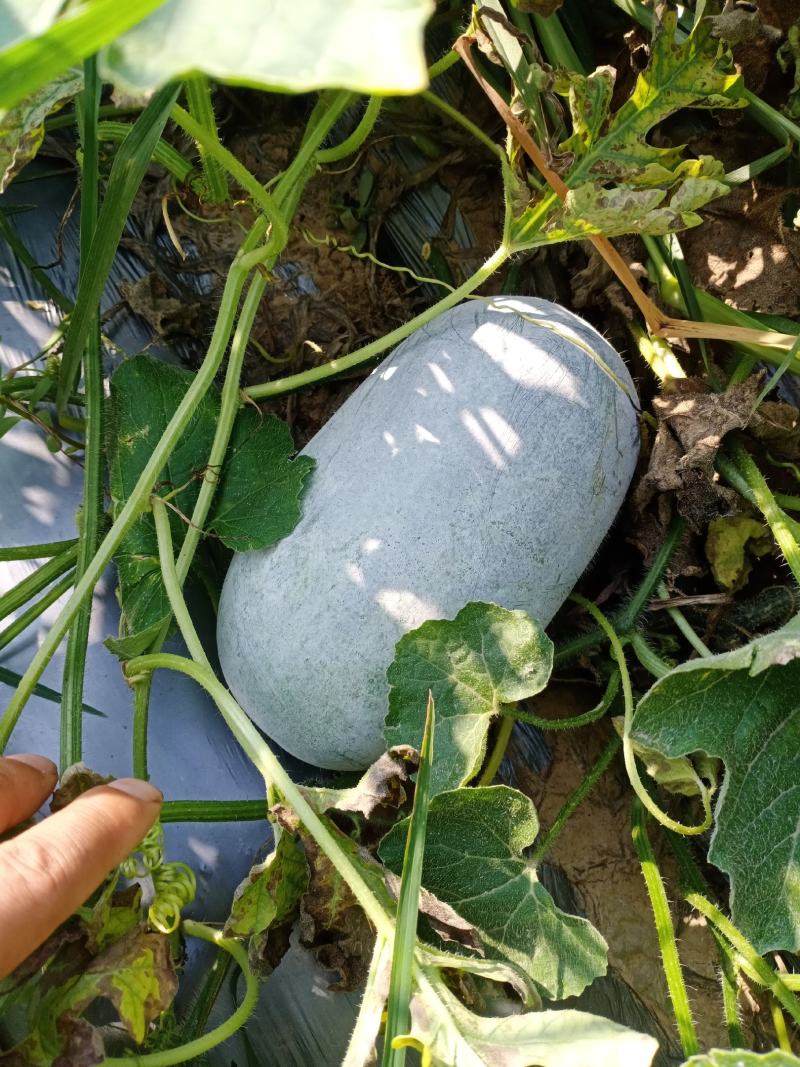 精品水果冬瓜产地直供质量保证可分拣代发全国