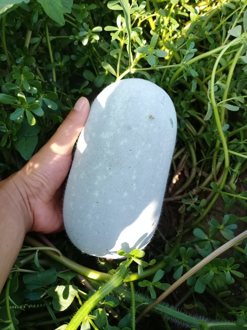 精品水果冬瓜产地直供质量保证可分拣代发全国