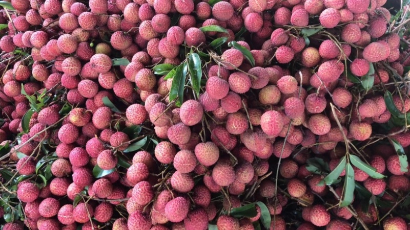 广东玉荷包荔枝大量上市电商，市场大量有货