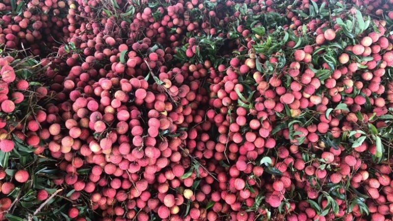 广东玉荷包荔枝大量上市电商，市场大量有货