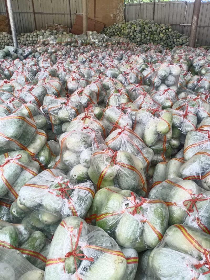 精品水果冬瓜产地直供质量保证可分拣代发全国