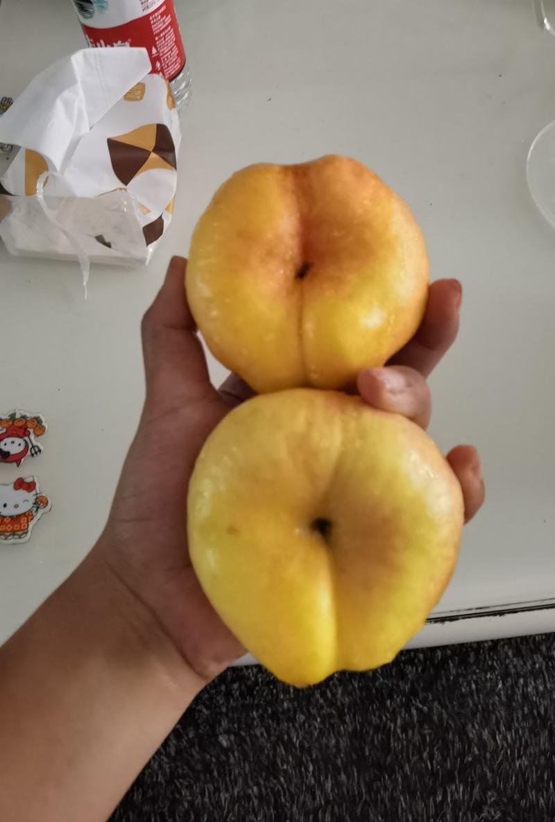 油蟠七号，二百亩基地