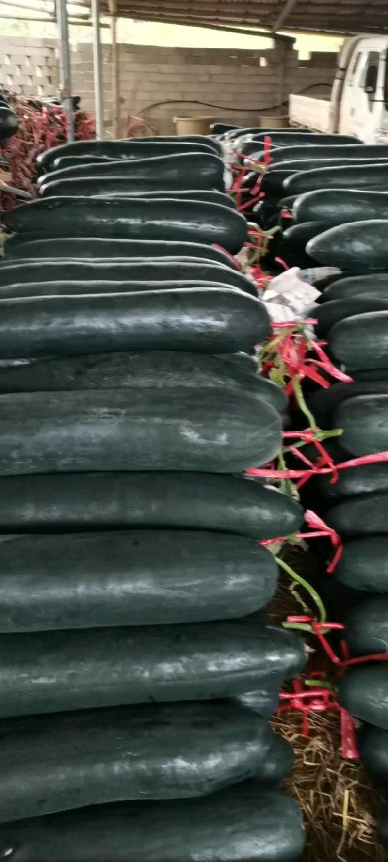 文志果蔬合作社：诚信代办桂林黑皮吊冬瓜，全国发货。