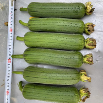 精品香丝瓜，价格美丽，货品充足
