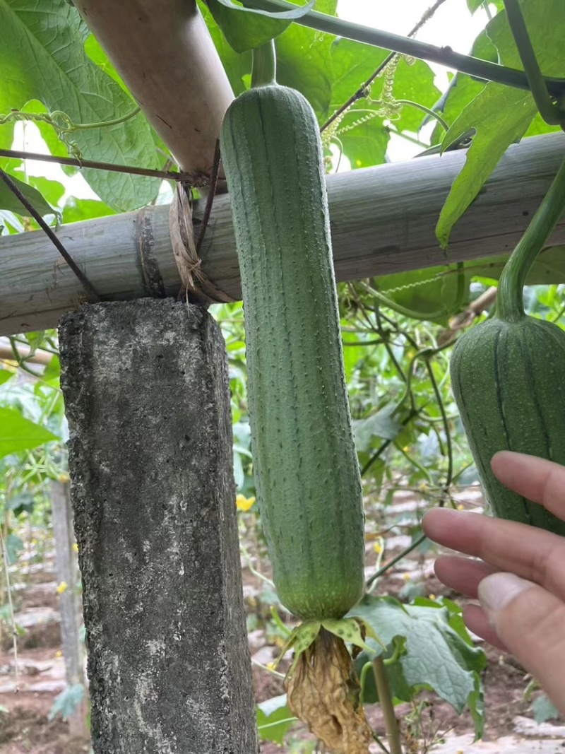 精品香丝瓜，价格美丽，货品充足