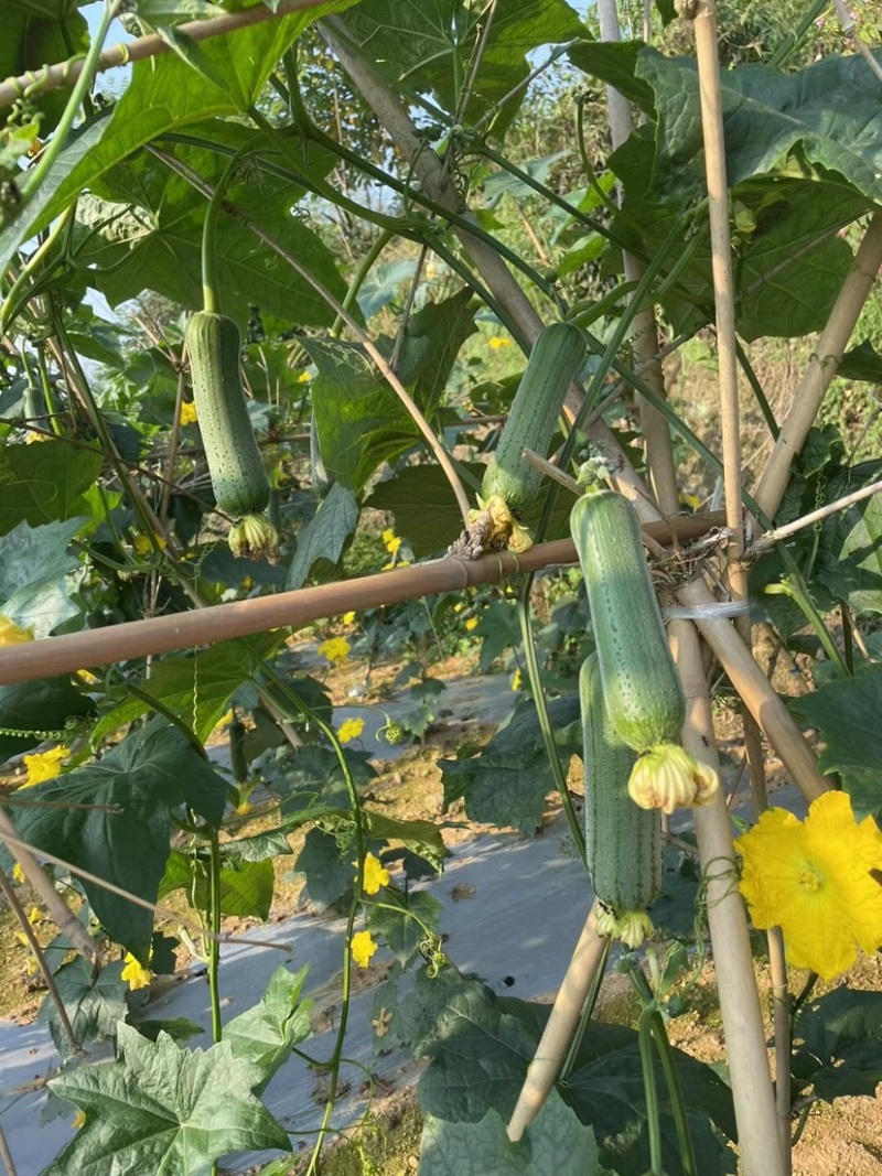 精品香丝瓜，价格美丽，货品充足