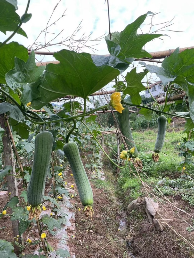 精品香丝瓜，价格美丽，货品充足