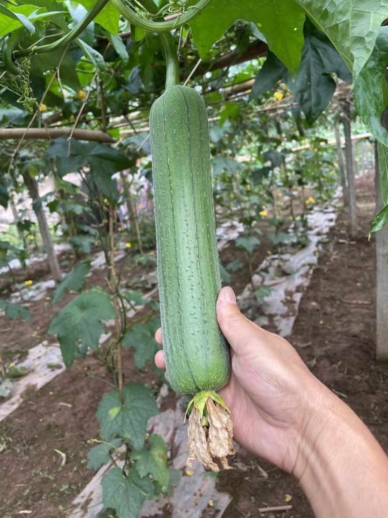 精品香丝瓜，价格美丽，货品充足