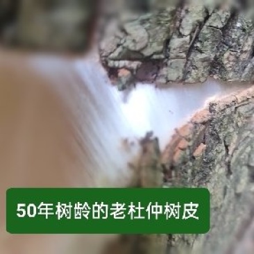 长寿之乡，铜鼓县！深山老杜仲