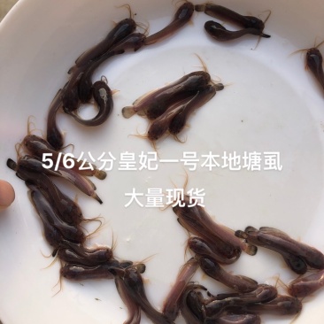三黄塘角鱼