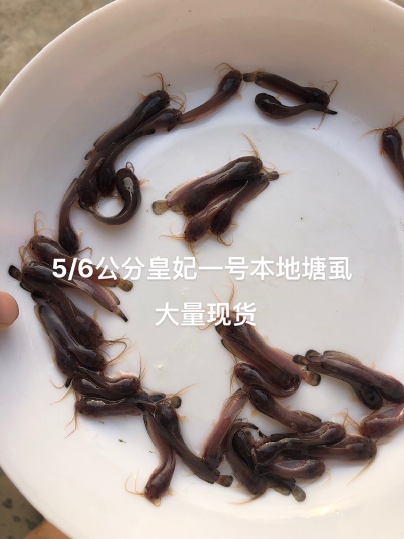 三黄塘角鱼