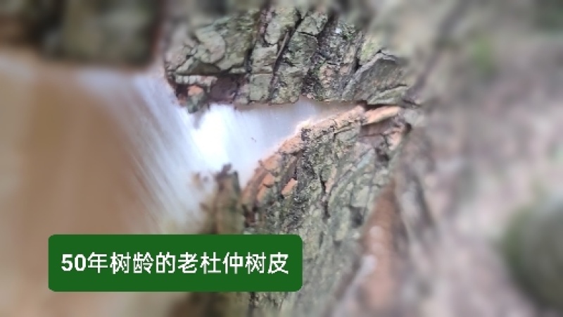 长寿之乡，铜鼓县！深山老杜仲
