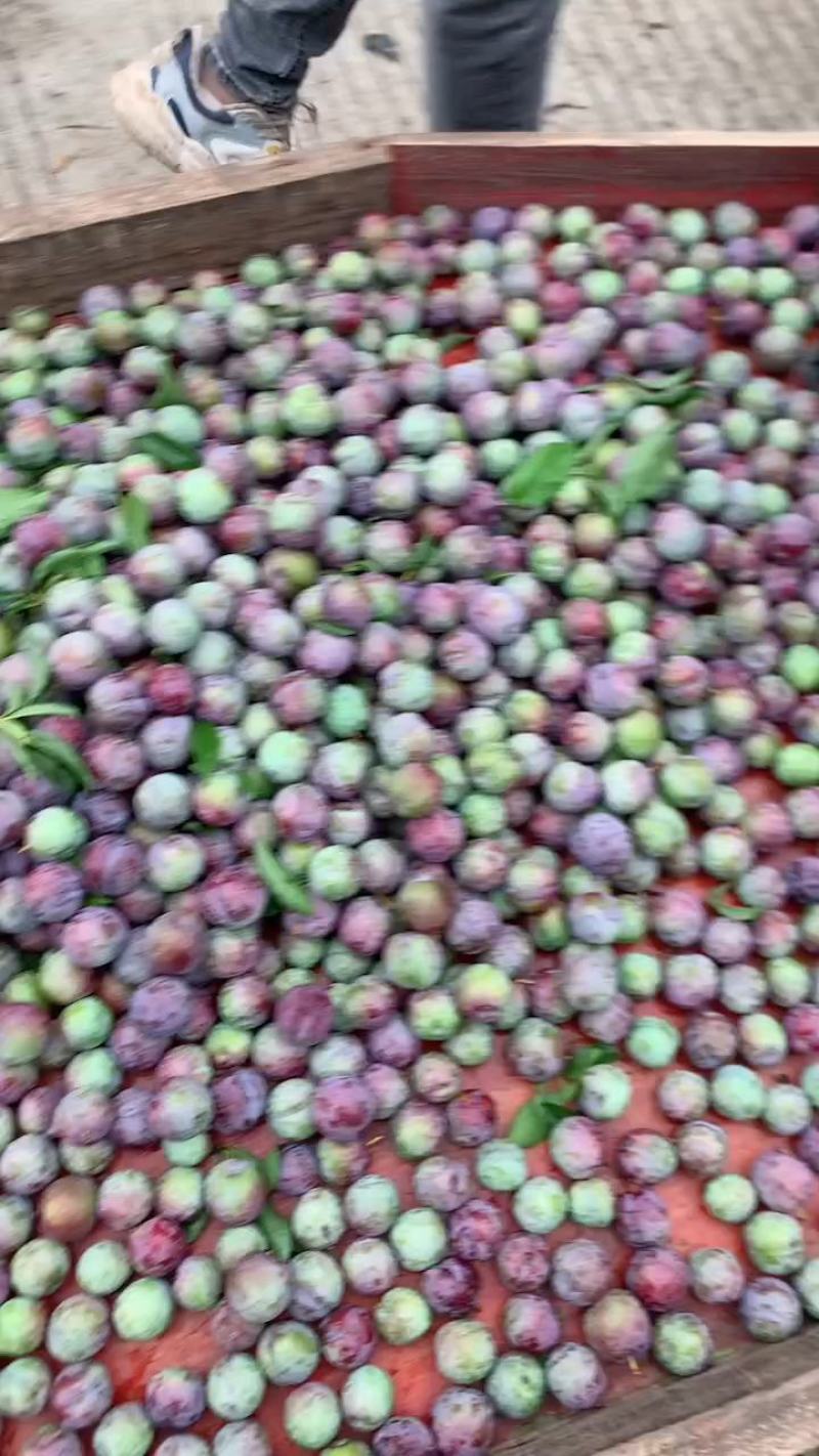 半边红李子，脆甜可口，一手货源，品质有保证。