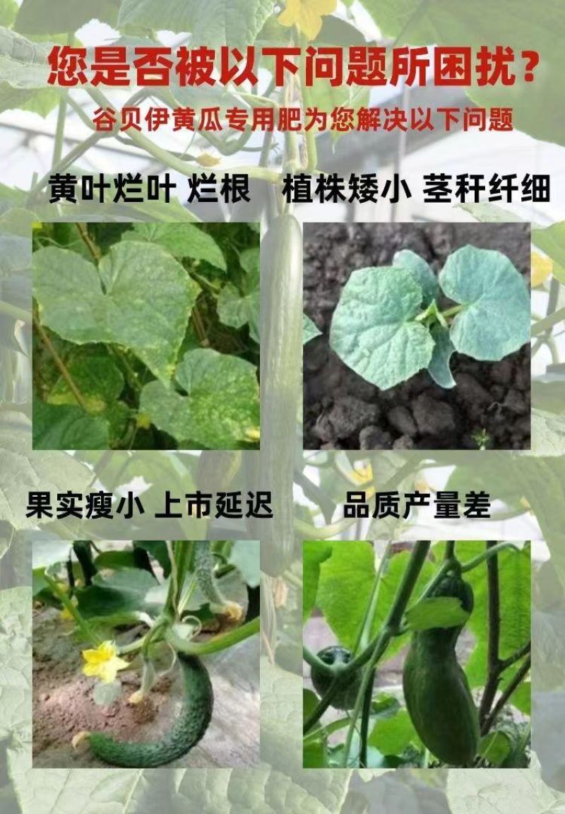 黄瓜专用冲施肥生根壮苗增瓜拉直顶花带刺黑又亮有机水溶肥