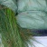 灯芯草宿根地被时令草花水生植物绿化苗木