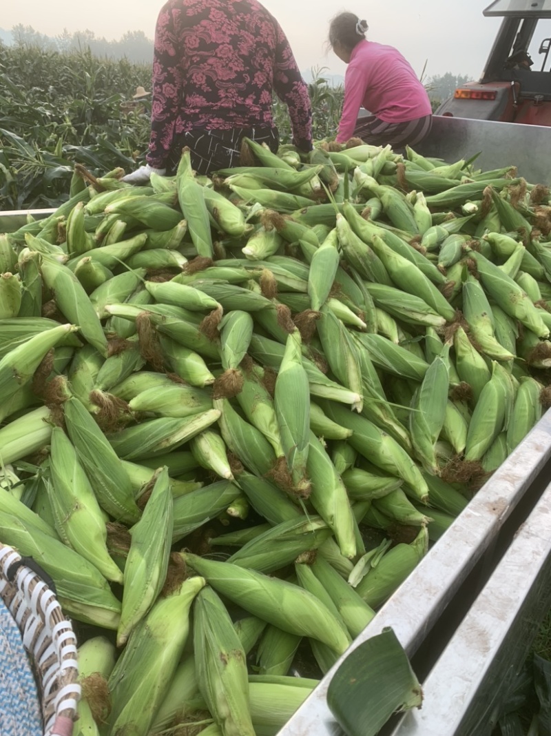 万糯188.自己的基地没有信息费