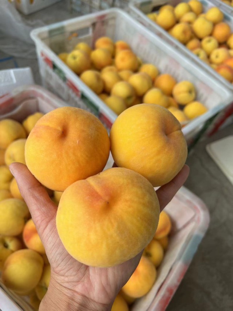 蒙阴蜜桃