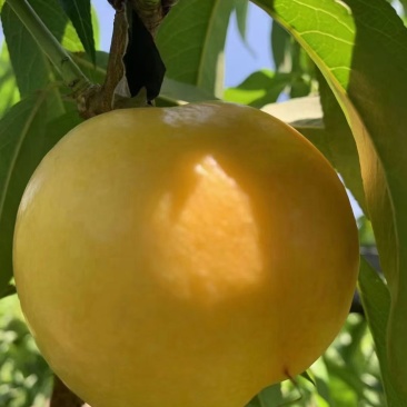 蒙阴蜜桃