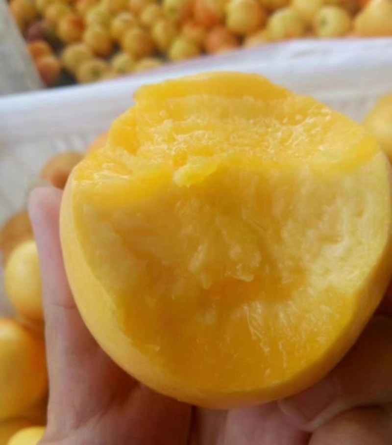 蒙阴蜜桃