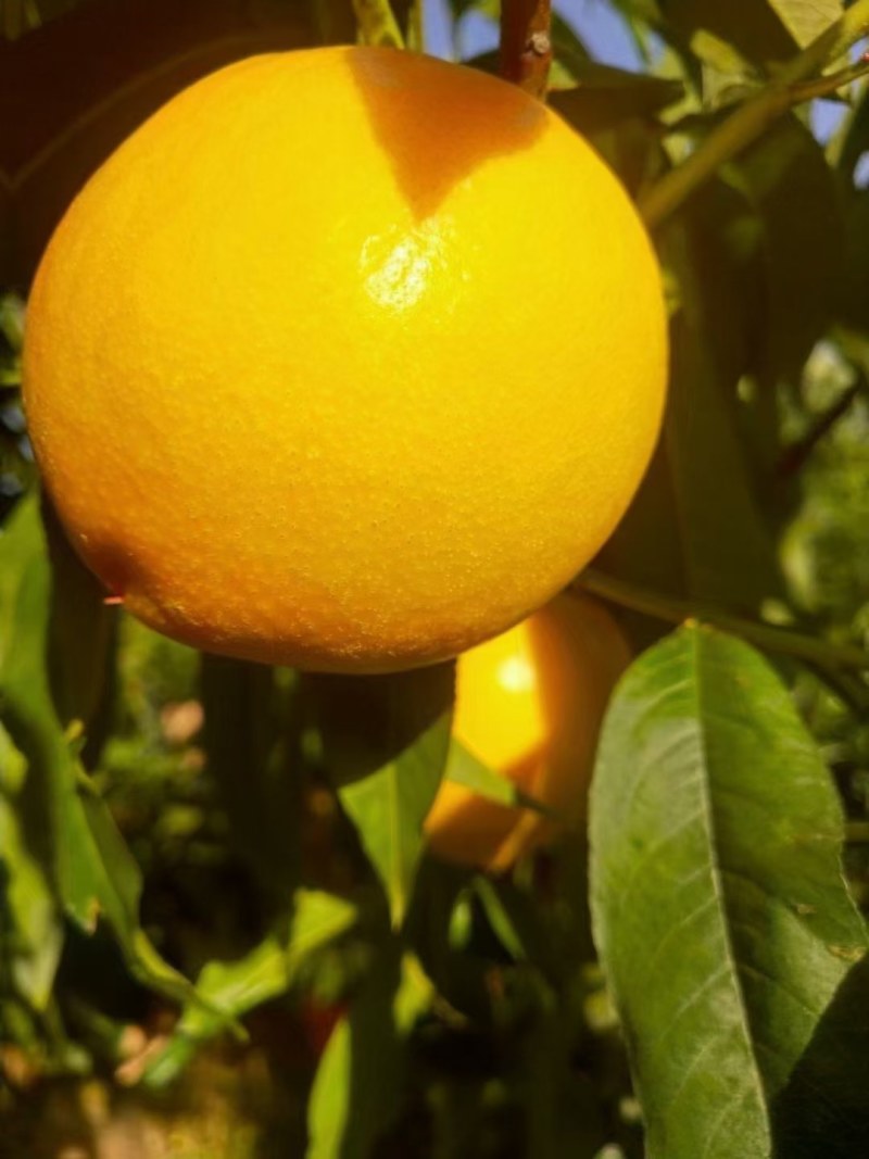 蒙阴蜜桃