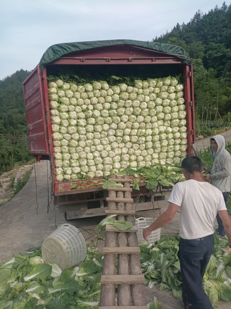 湖北恩施高山黄心白菜产地直销质量保障欢迎订购