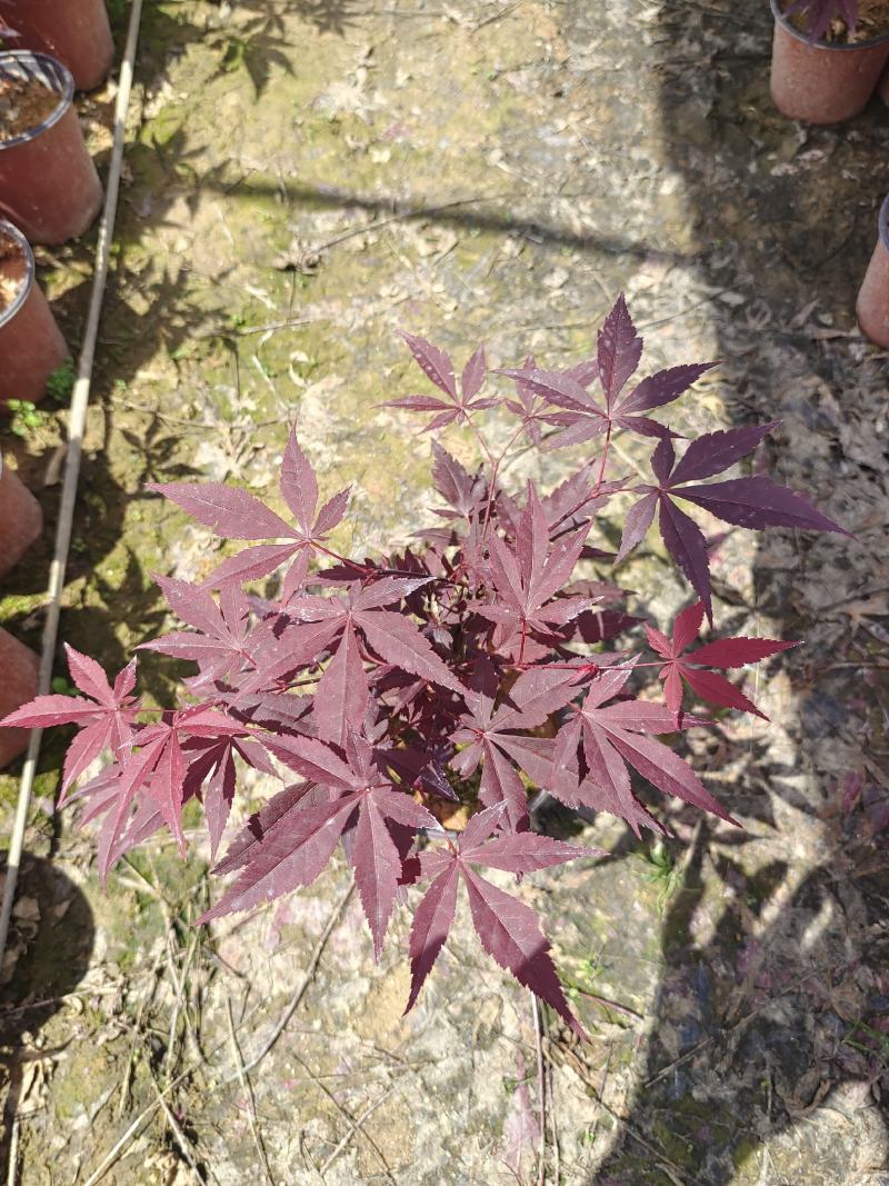 三季红红枫