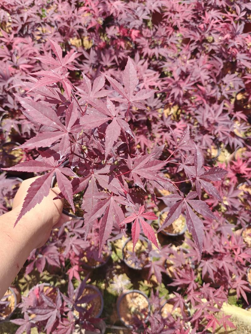 三季红红枫