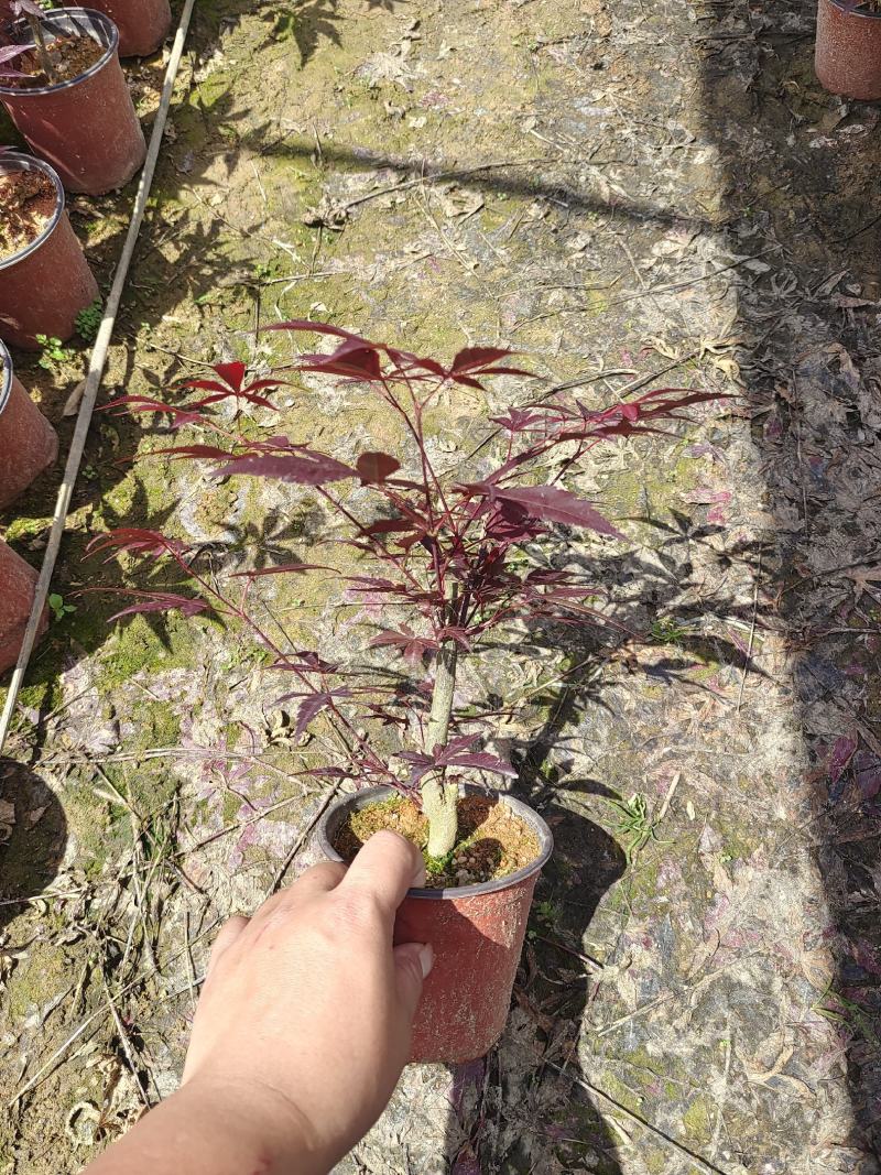 三季红红枫