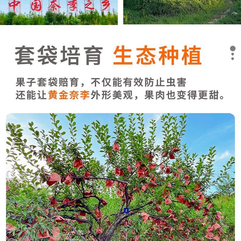 湖南汝城文明黄金奈李支持微商电商团购一件代发，档口批发