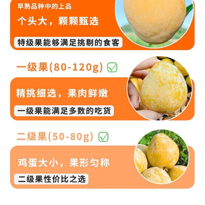 湖南汝城文明黄金奈李支持微商电商团购一件代发，档口批发
