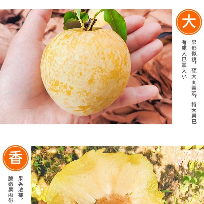 湖南汝城文明黄金奈李支持微商电商团购一件代发，档口批发