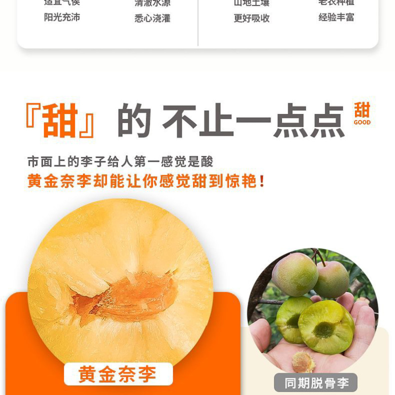 湖南汝城文明黄金奈李支持微商电商团购一件代发，档口批发