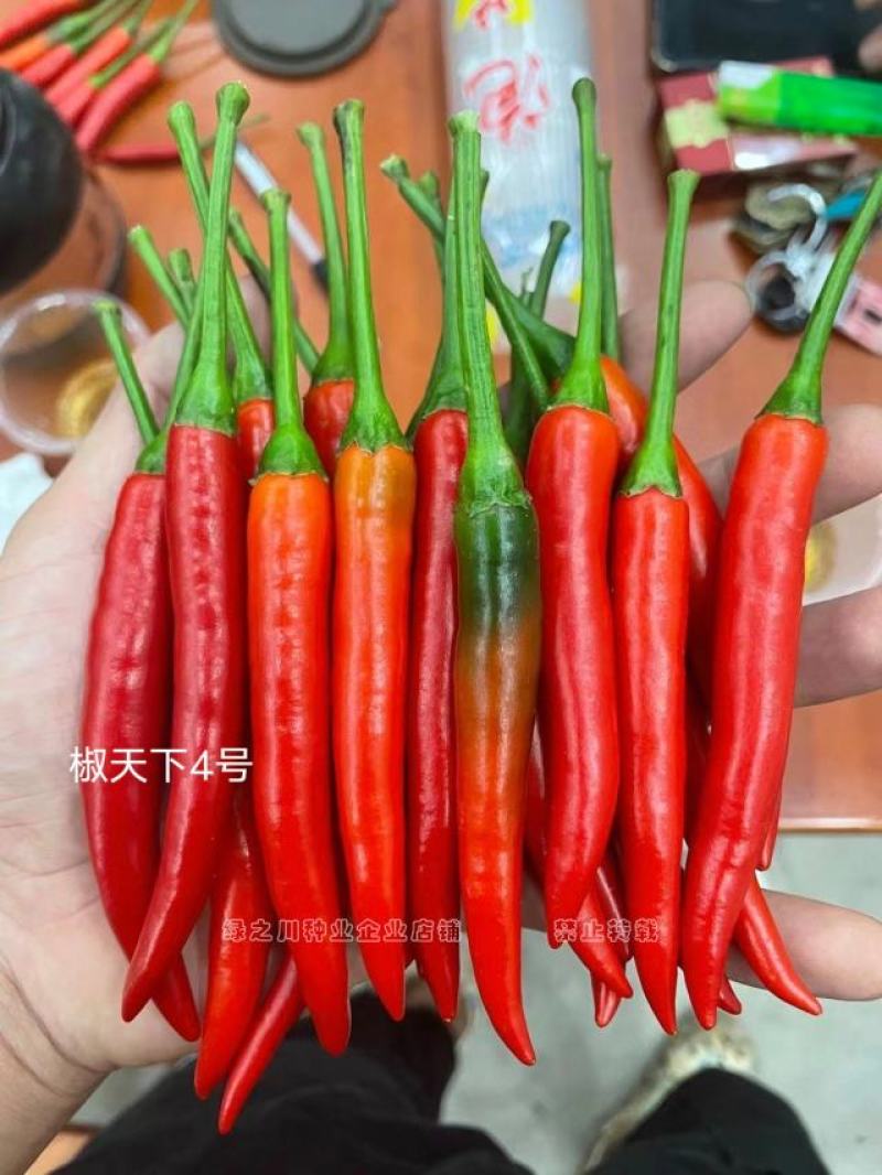 南方热销椒天下4号朝天椒种子泰国进口大果型椒把长抗病耐热