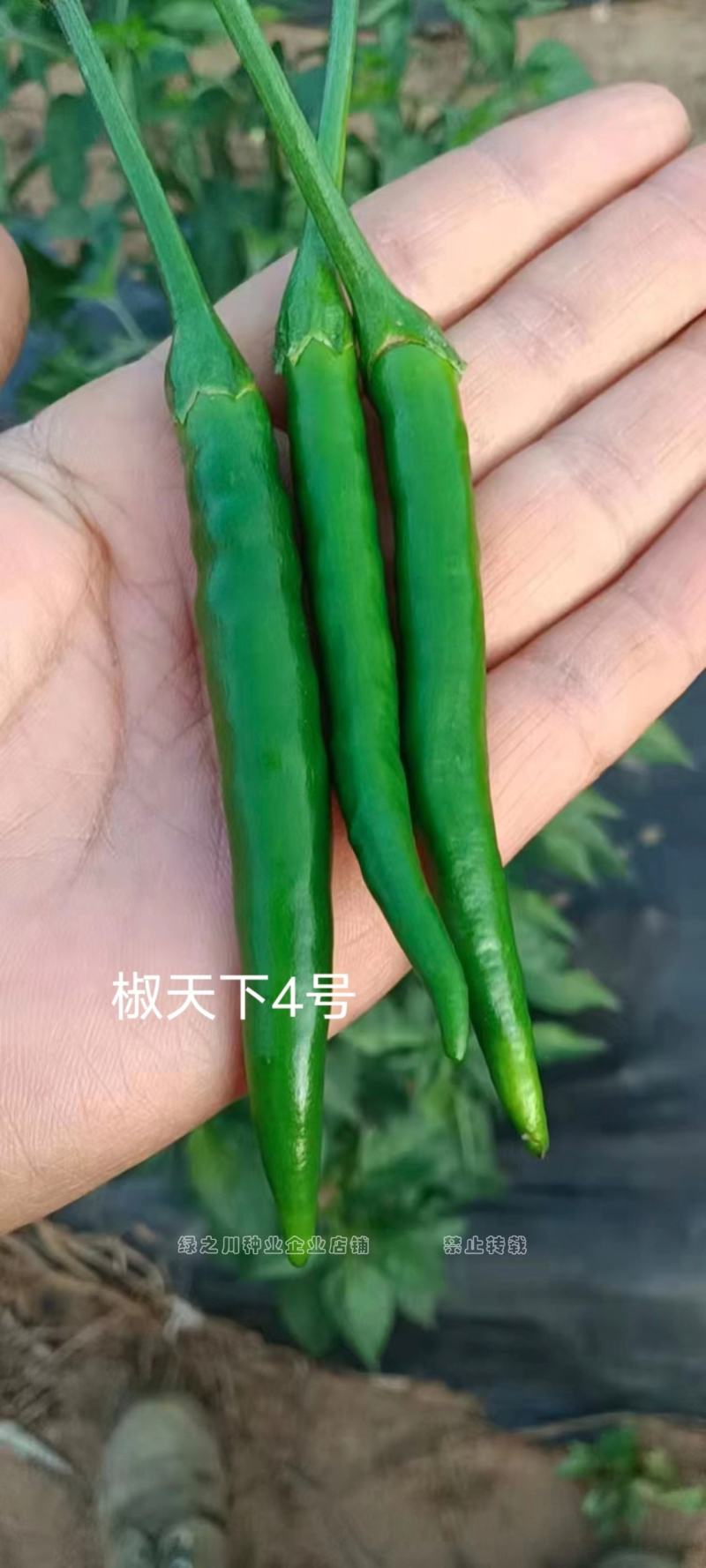 南方热销椒天下4号朝天椒种子泰国进口大果型椒把长抗病耐热