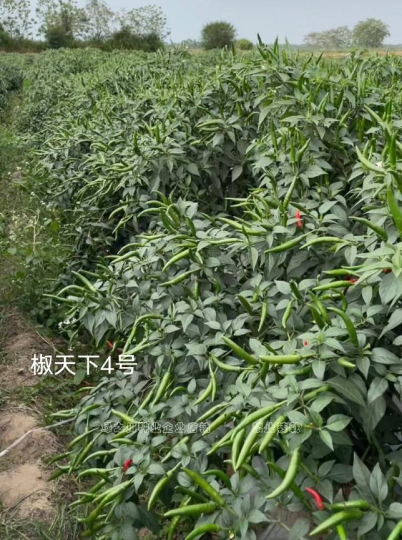南方热销椒天下4号朝天椒种子泰国进口大果型椒把长抗病耐热