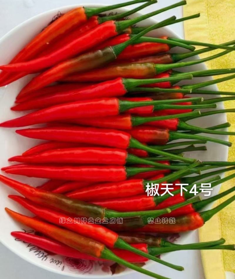 南方热销椒天下4号朝天椒种子泰国进口大果型椒把长抗病耐热