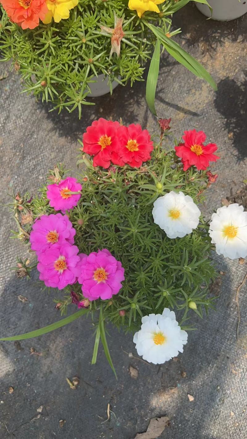 太阳花