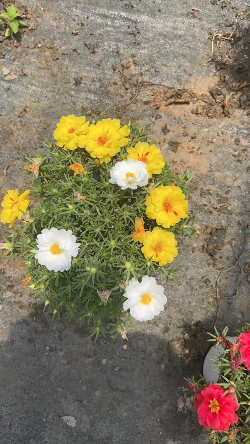 太阳花