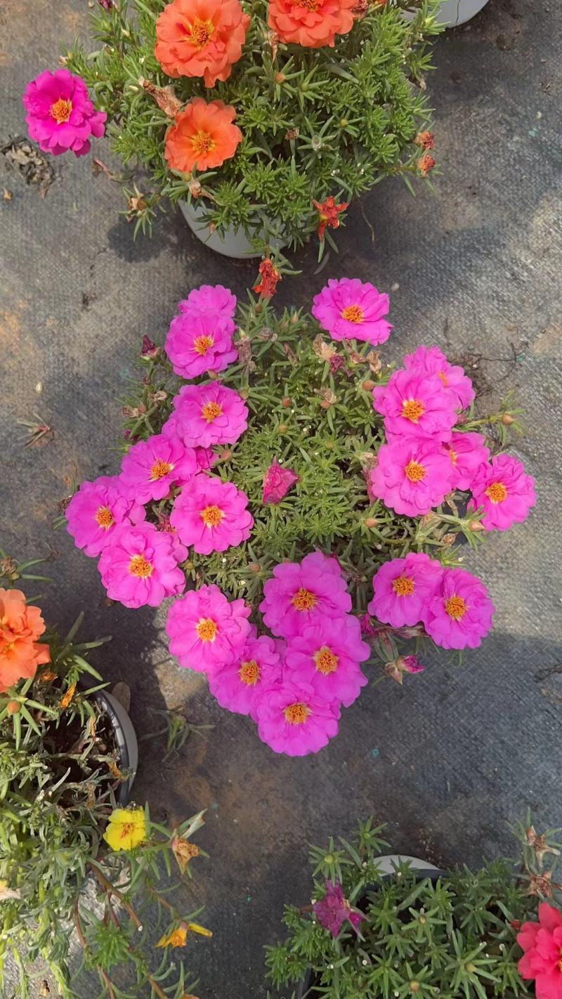 太阳花