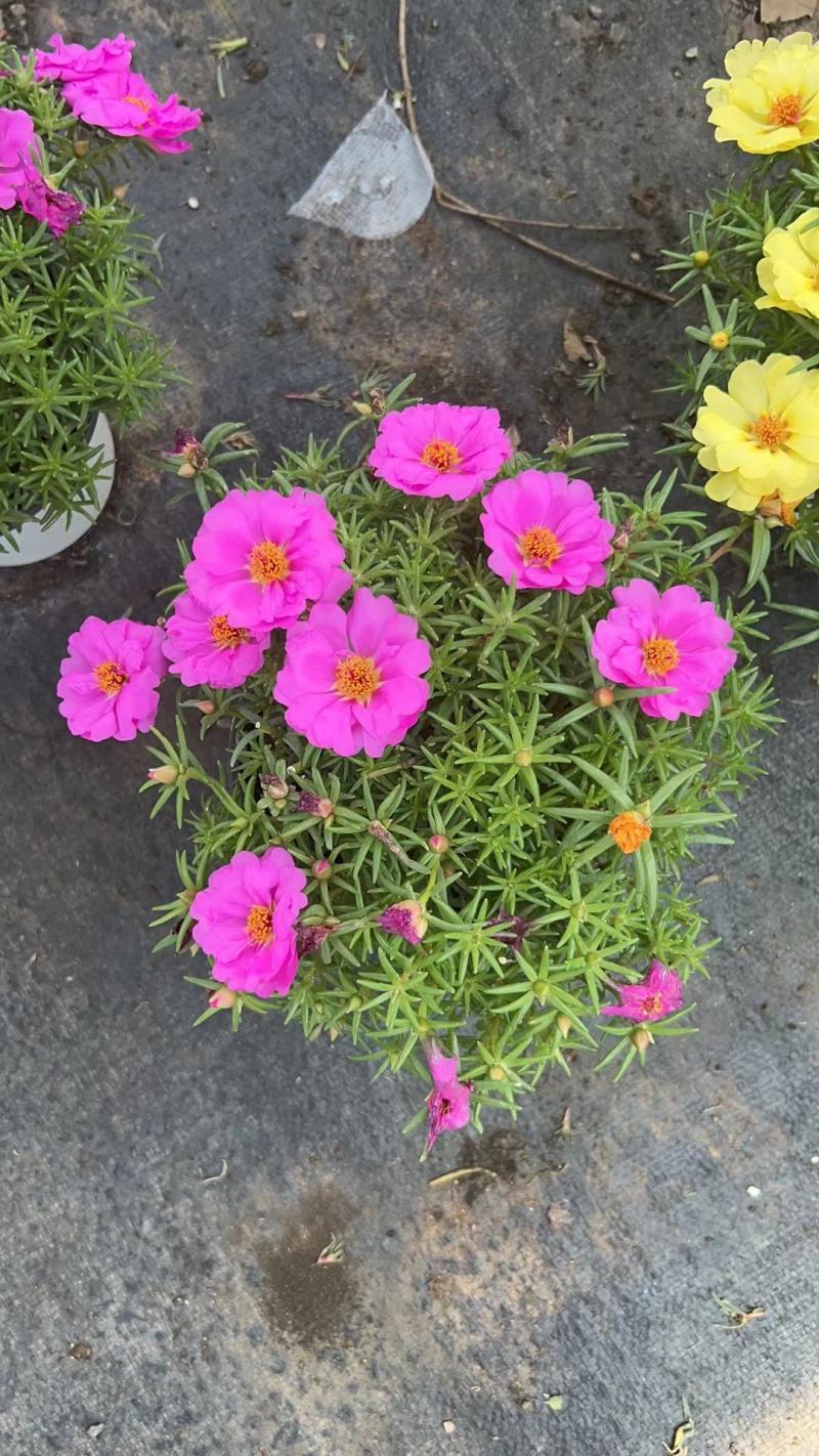 太阳花