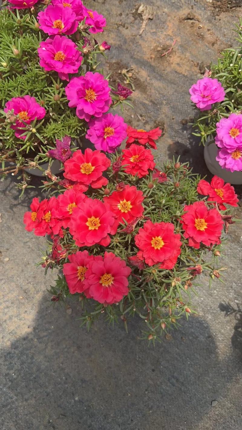 太阳花