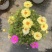 太阳花