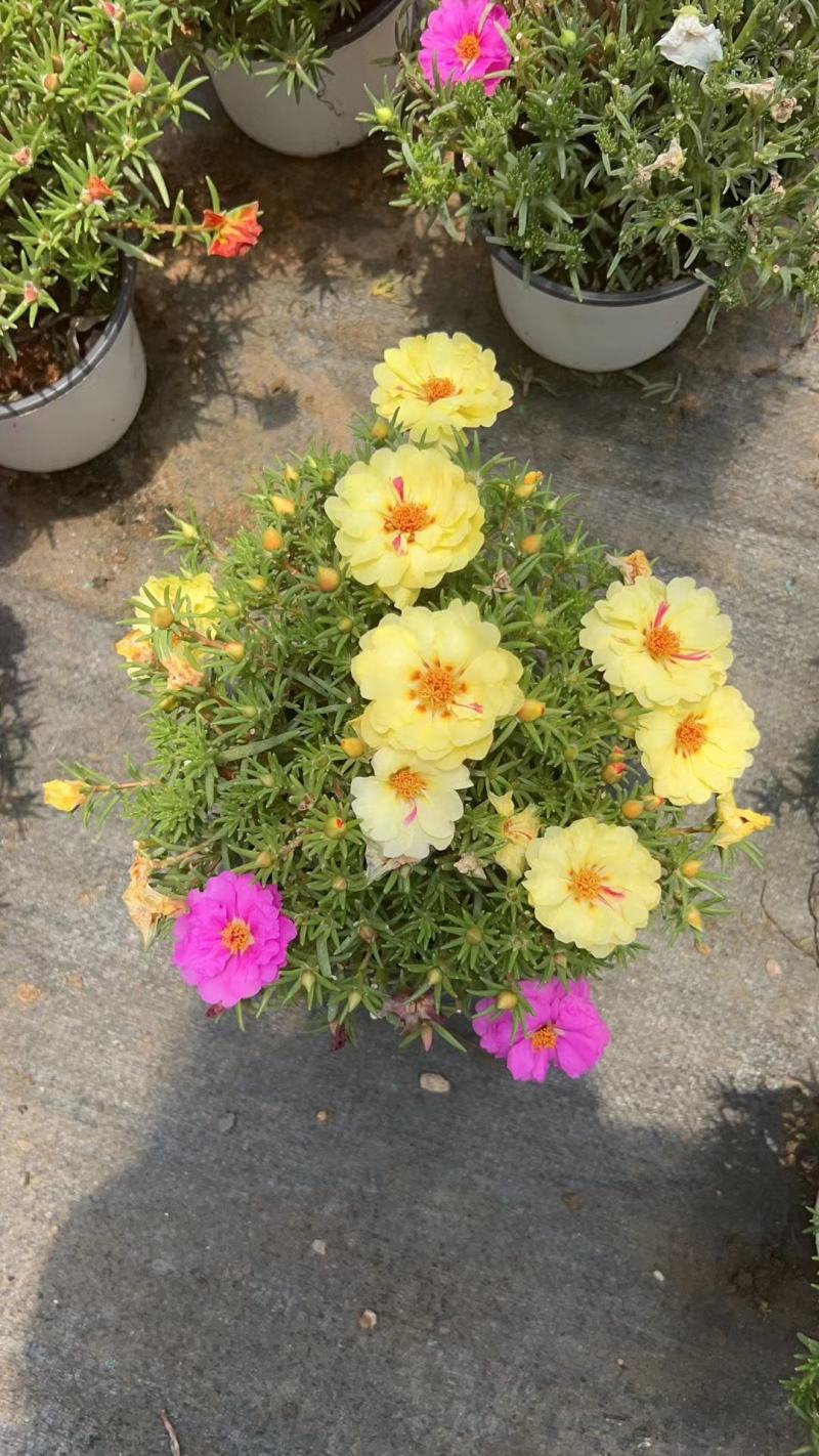 太阳花