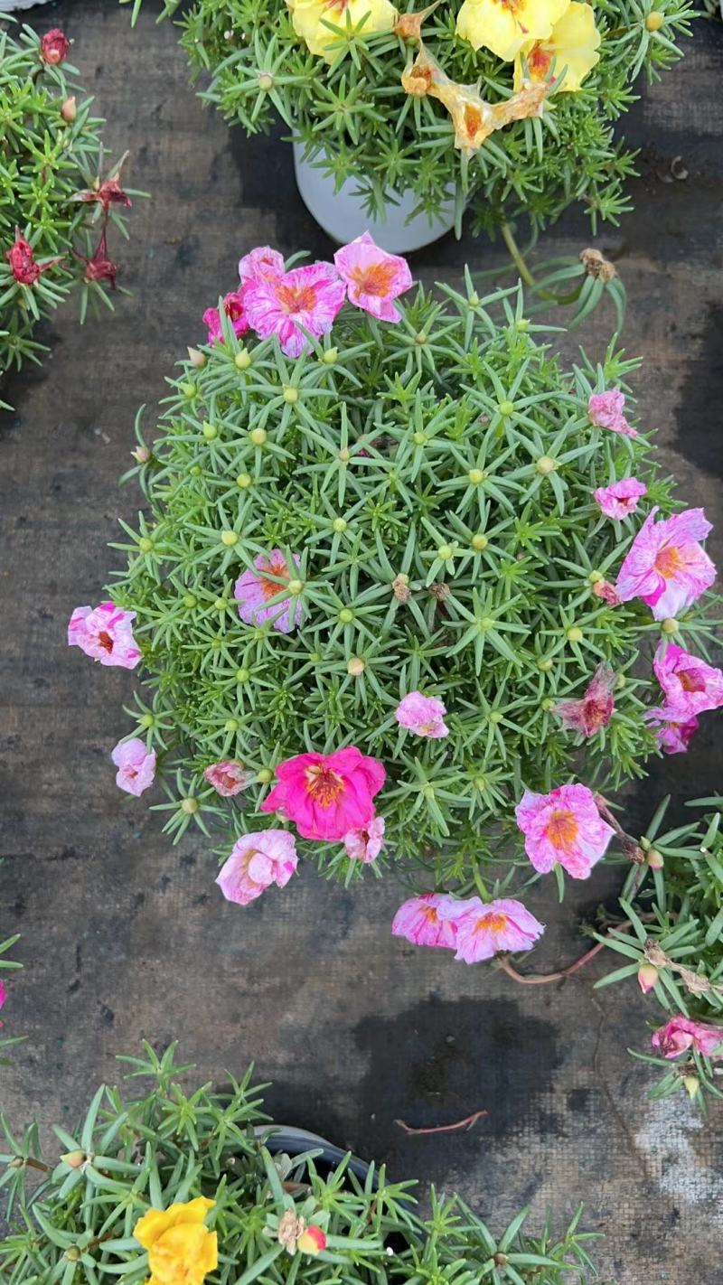 太阳花