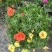 太阳花